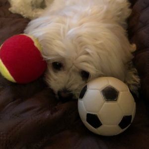 Meet your Posher, Chasity